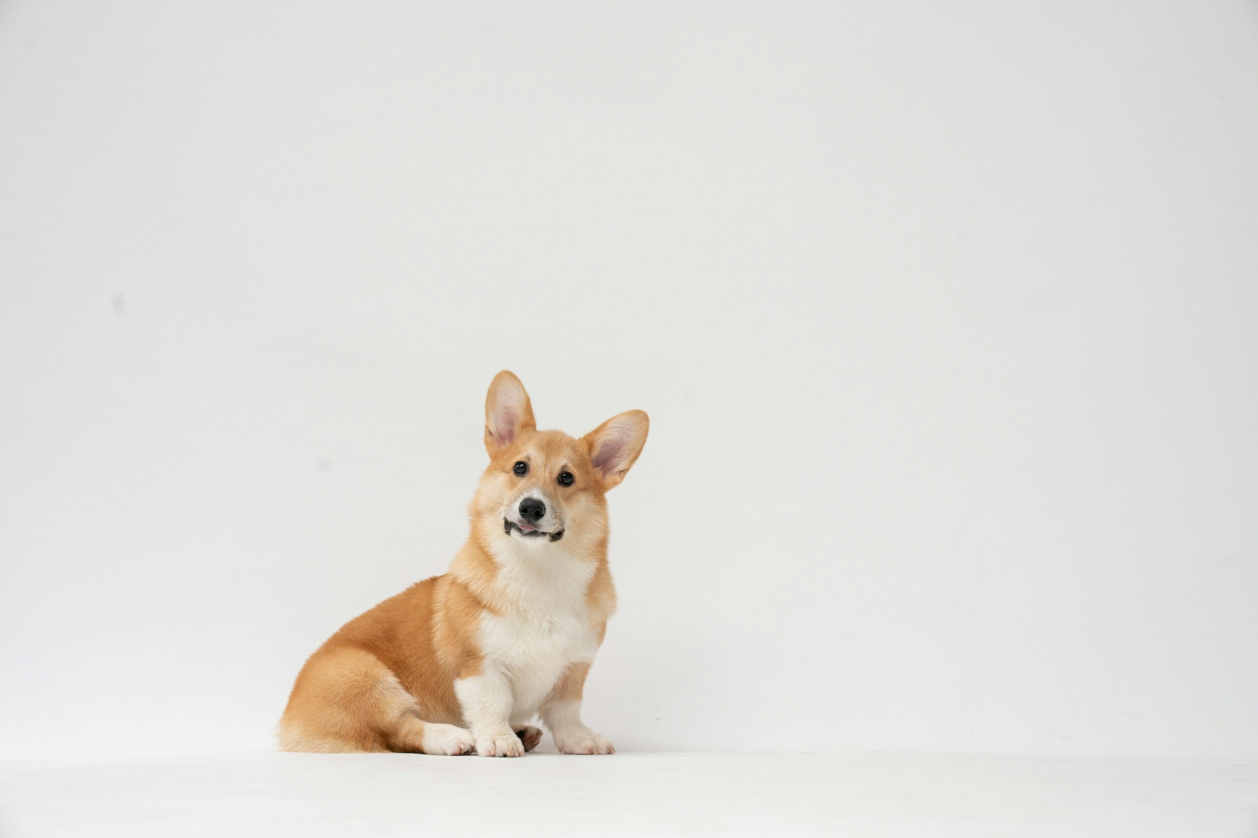 fatty corgi wHgkrmuMFOY unsplash scaled
